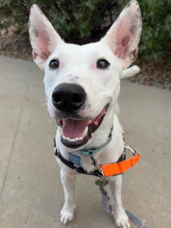 Enlarge Americano, a Adoptable mixed breed in Fort Collins, CO image 6/6