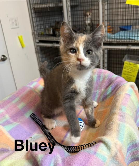 Enlarge Bluey, a Adopted Domestic Short Hair in Millerstown, PA image 1/4