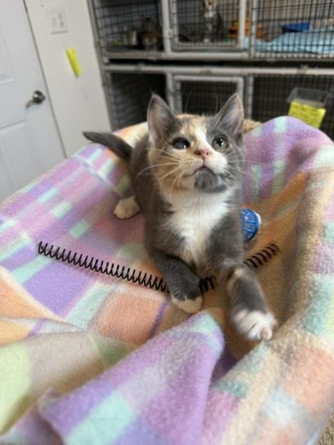Enlarge Bluey, a Adopted Domestic Short Hair in Millerstown, PA image 3/4