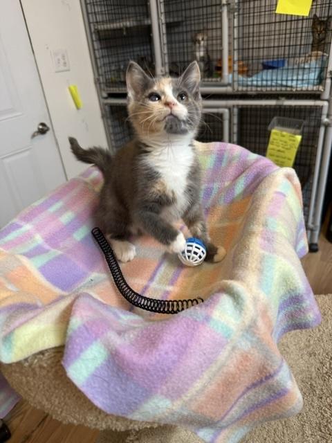 Enlarge Bluey, a Adopted Domestic Short Hair in Millerstown, PA image 4/4