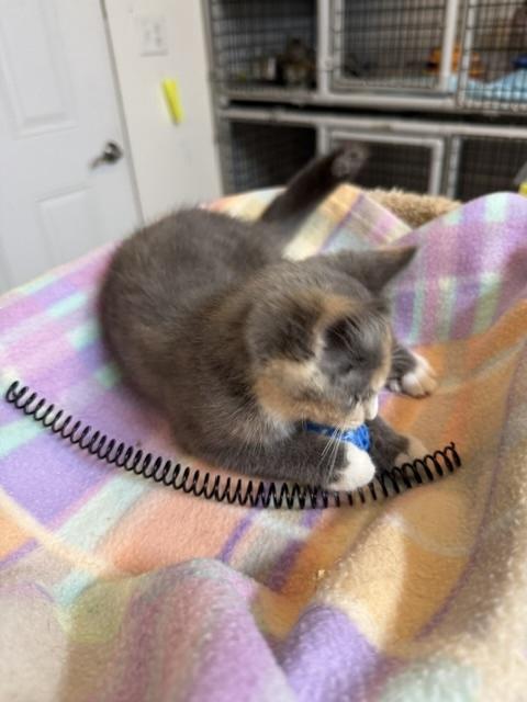 Enlarge Bluey, a Adopted Domestic Short Hair in Millerstown, PA image 2/4