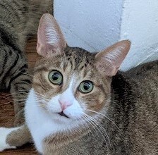 Max white nose and paws is a super sweet and gorgeous little tiger He was quite shy when he first