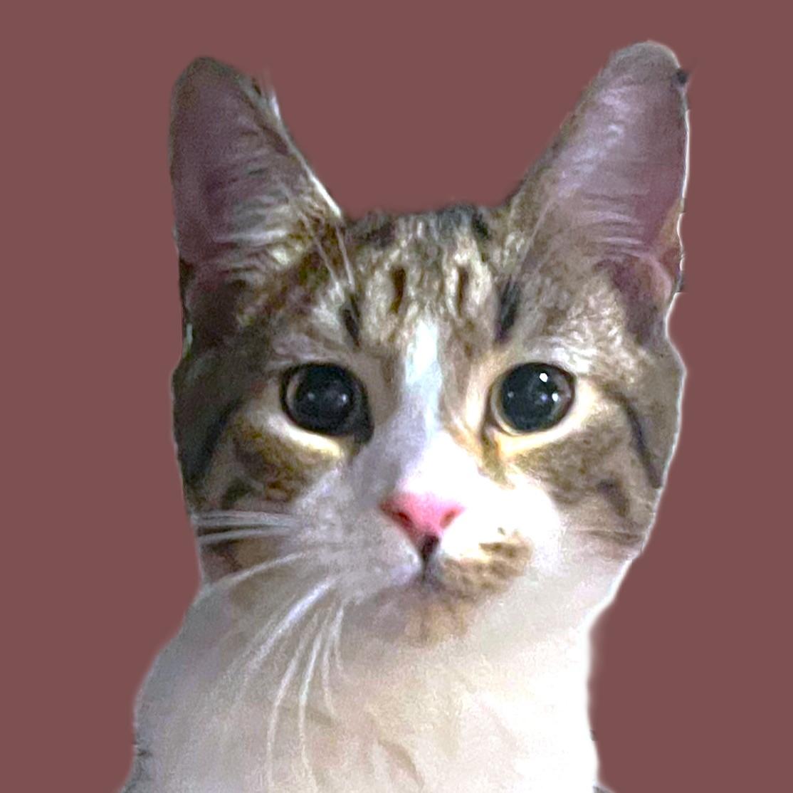 MIKE HAT, an adopted mixed breed in Danbury, CT image 2/2