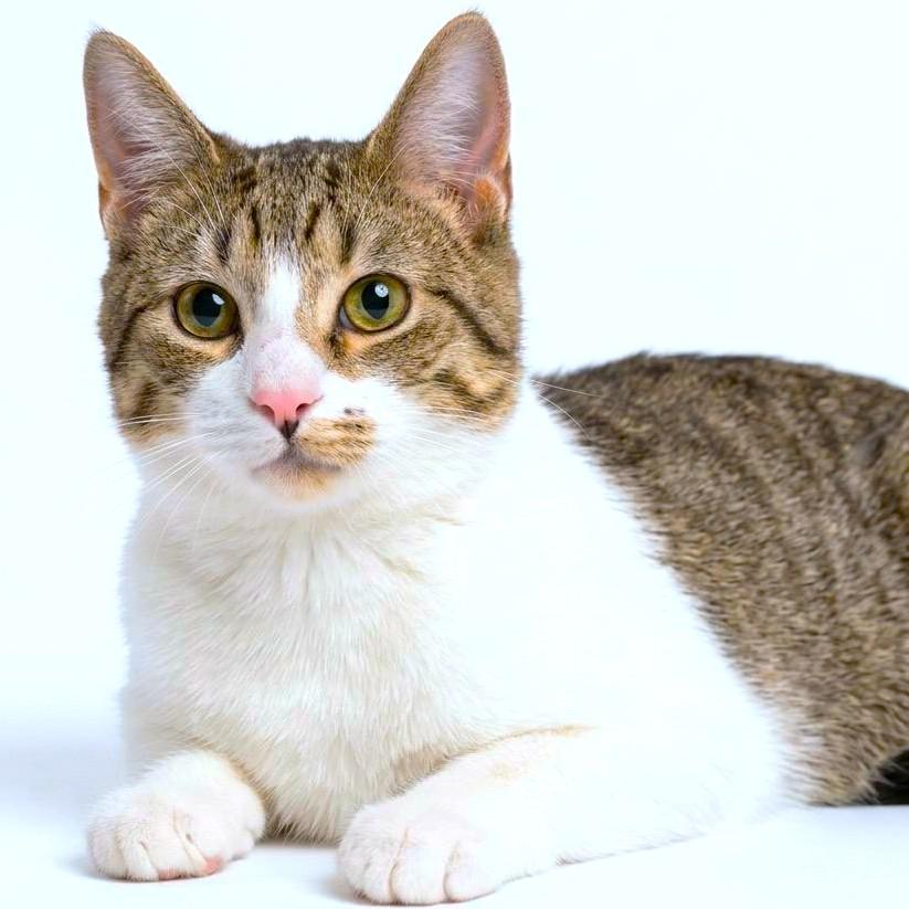 MIKE HAT, adopted, Young Male Turkish Van & Bengal.