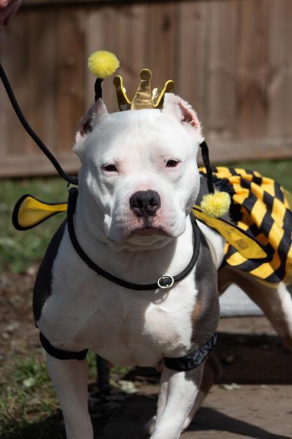Gorgeous, Adoptable, Adult Female Pit Bull Terrier.