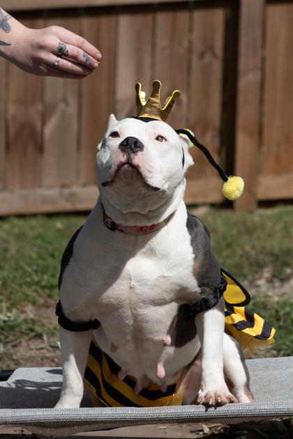 Enlarge Gorgeous, a Adoptable mixed breed in Sevierville, TN image 2/3