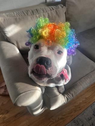 Enlarge Gorgeous, a Adoptable mixed breed in Sevierville, TN image 3/3