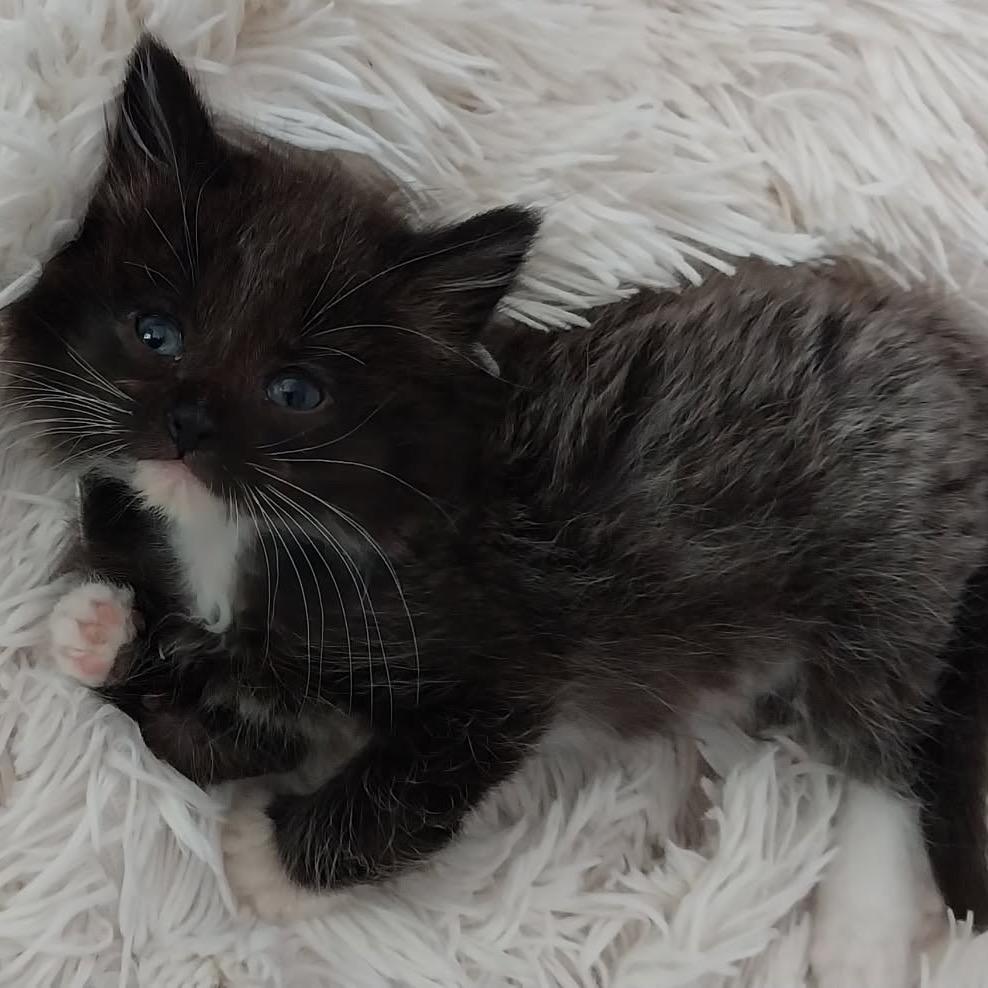 Mishka, Adoptable, Kitten Male Domestic Long Hair.