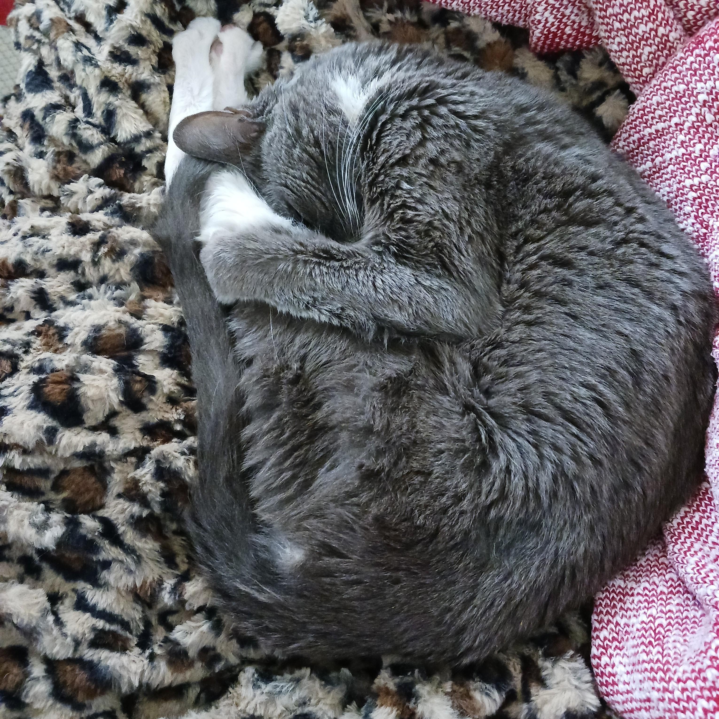 Sweeney Todd B. - a.k.a. Maow