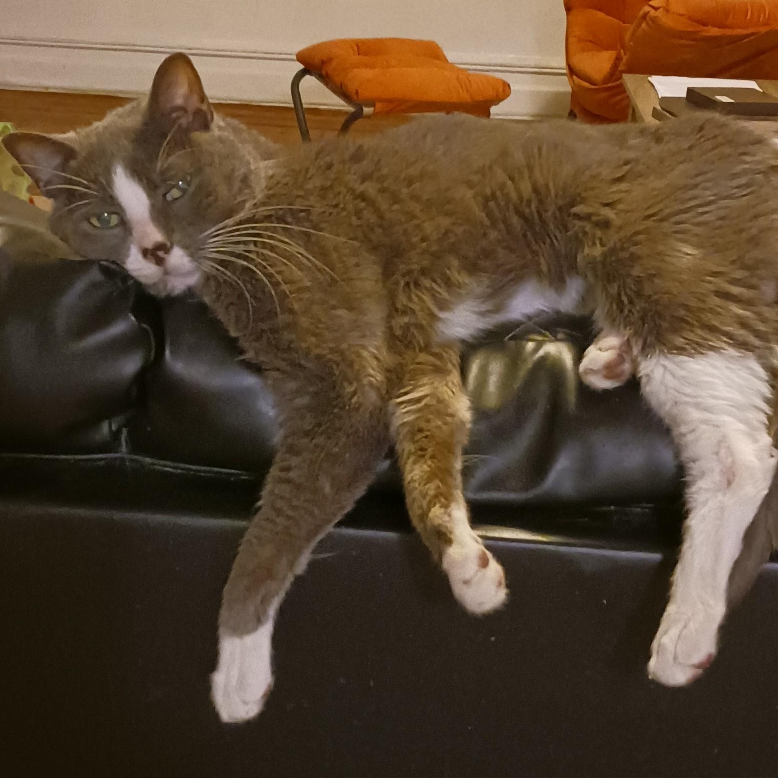 Sweeney Todd B. - a.k.a. Maow