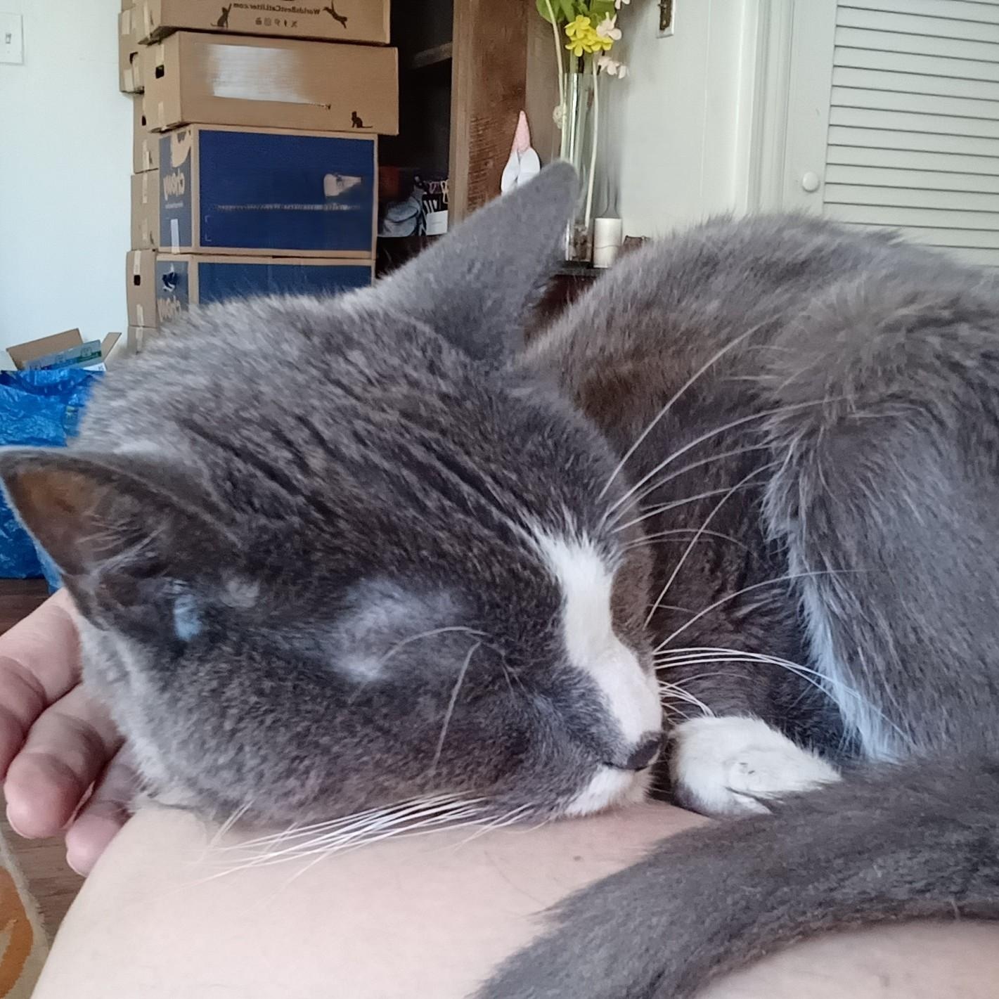 Sweeney Todd B. - a.k.a. Maow