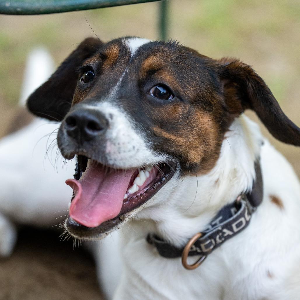 Beyonce Knowles, Adoptable, Young Female Cattle Dog & Mixed Breed.