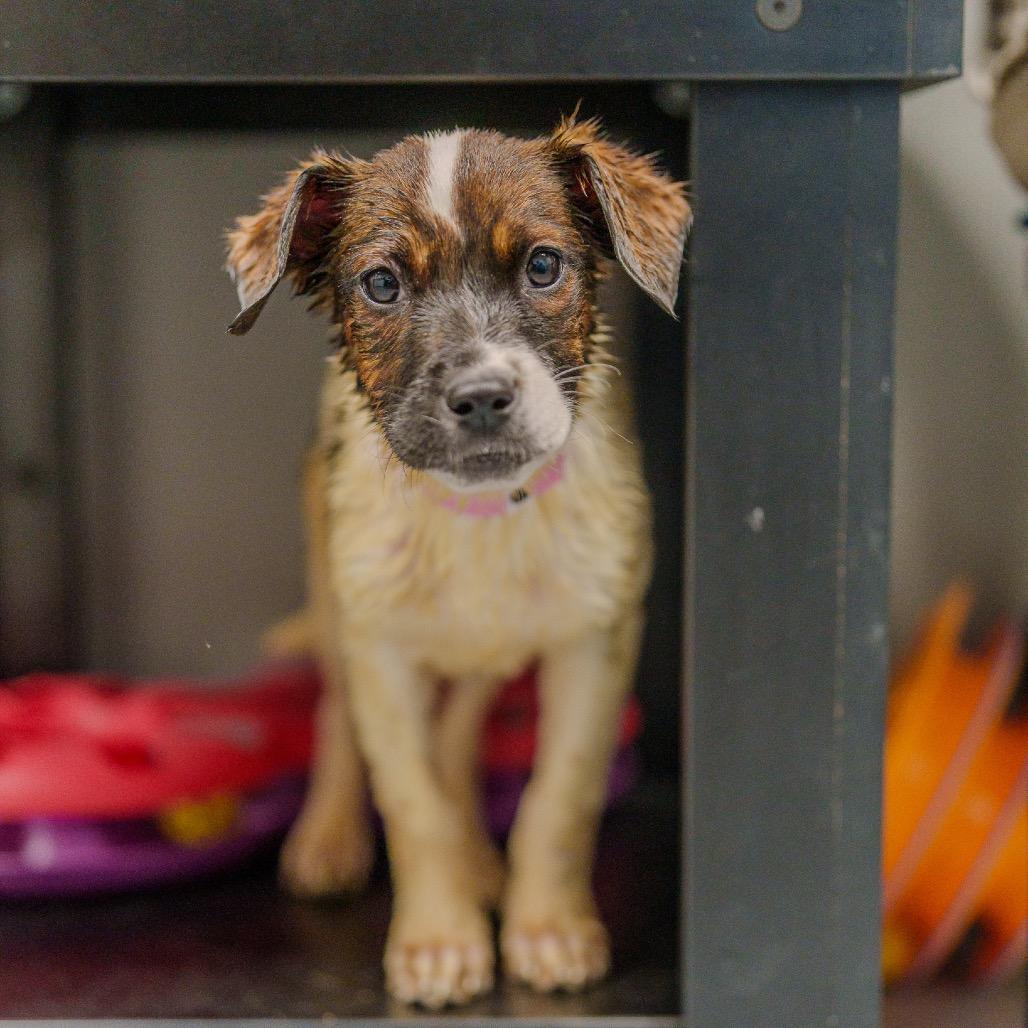 Enlarge Beyonce Knowles, a Adoptable mixed breed in Pawling, NY image 1/6
