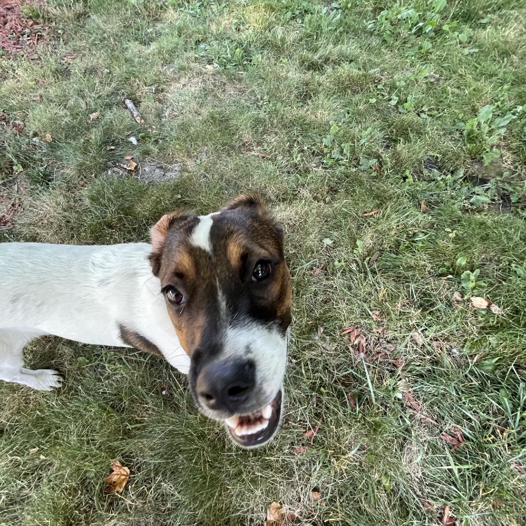 Enlarge Beyonce Knowles, a Adoptable mixed breed in Pawling, NY image 1/6