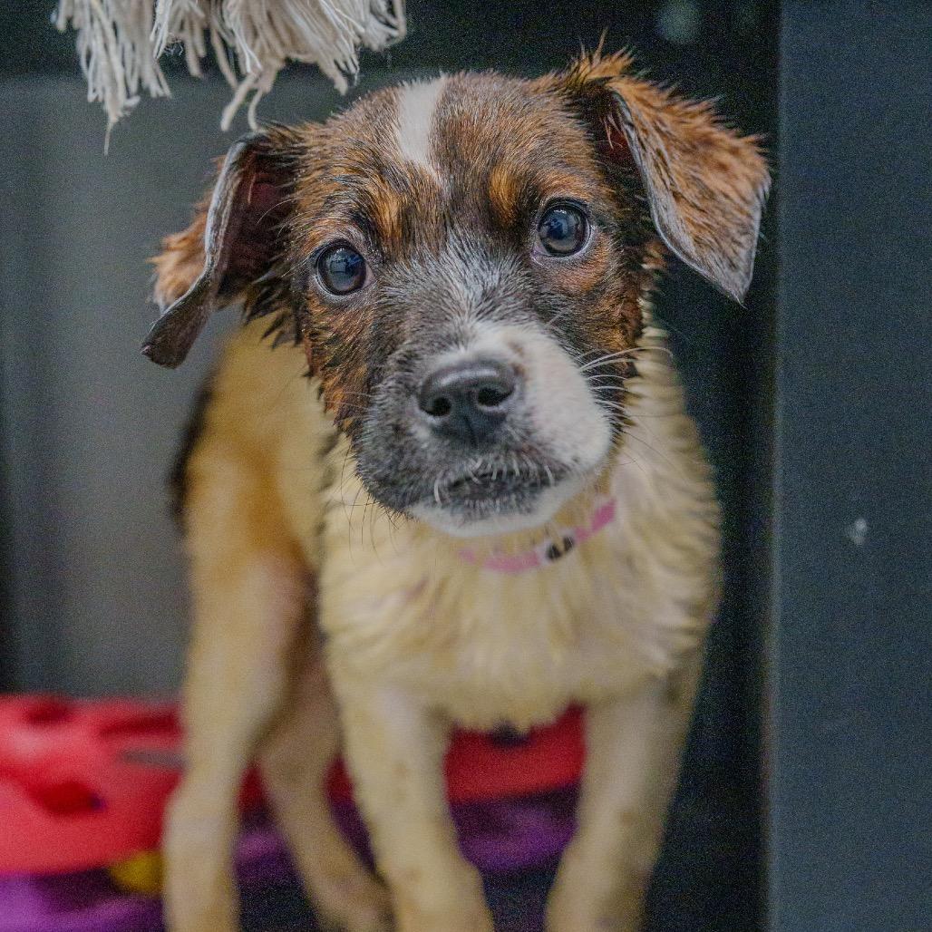 Enlarge Beyonce Knowles, a Adoptable mixed breed in Pawling, NY image 2/6