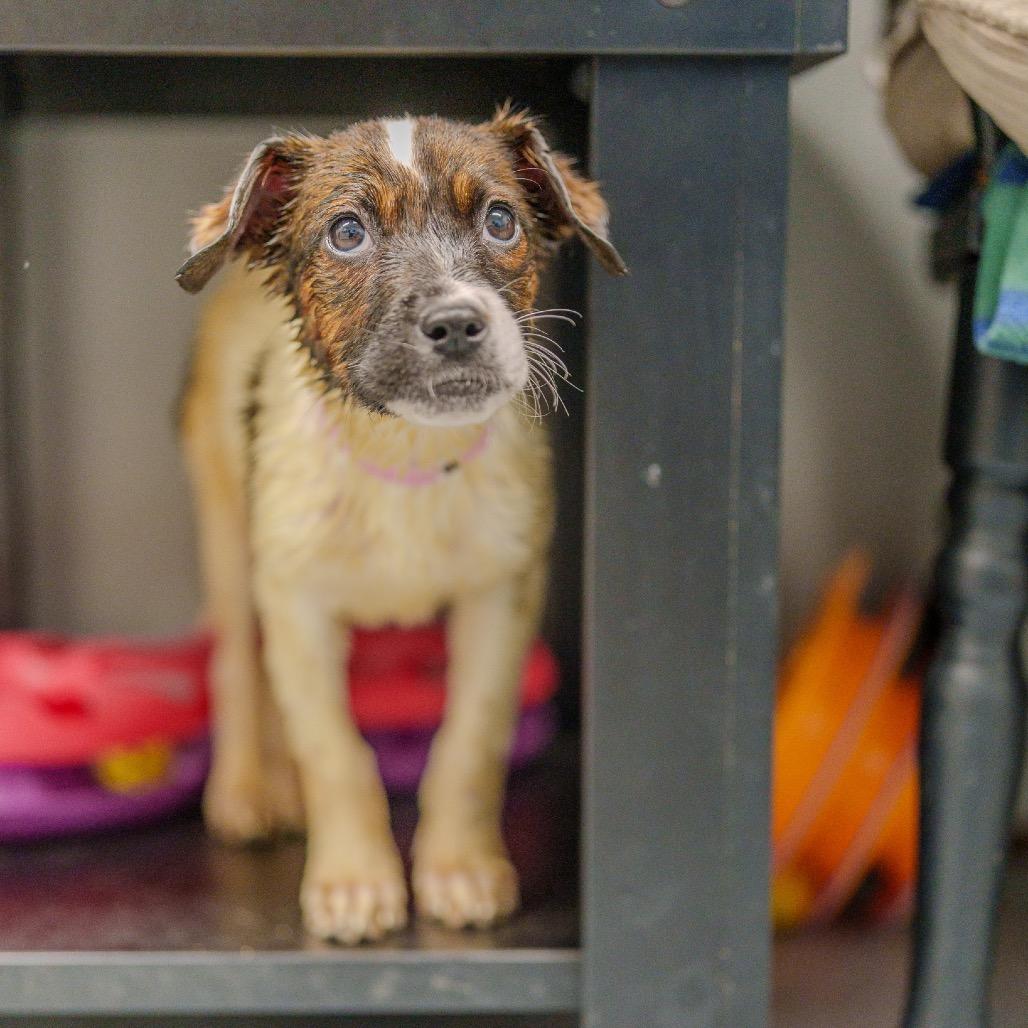 Enlarge Beyonce Knowles, a Adoptable mixed breed in Pawling, NY image 3/6