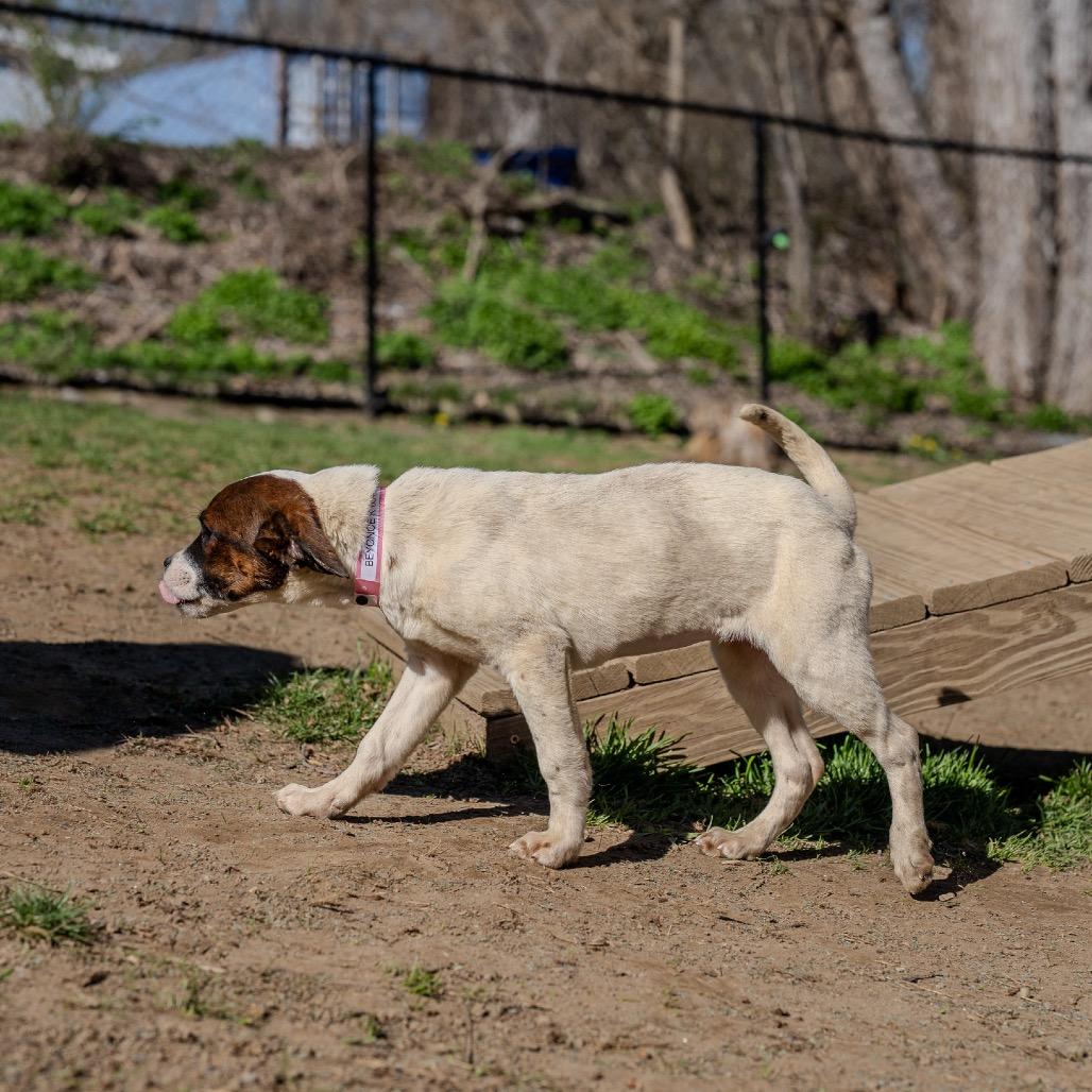 Enlarge Beyonce Knowles, a Adoptable mixed breed in Pawling, NY image 2/6