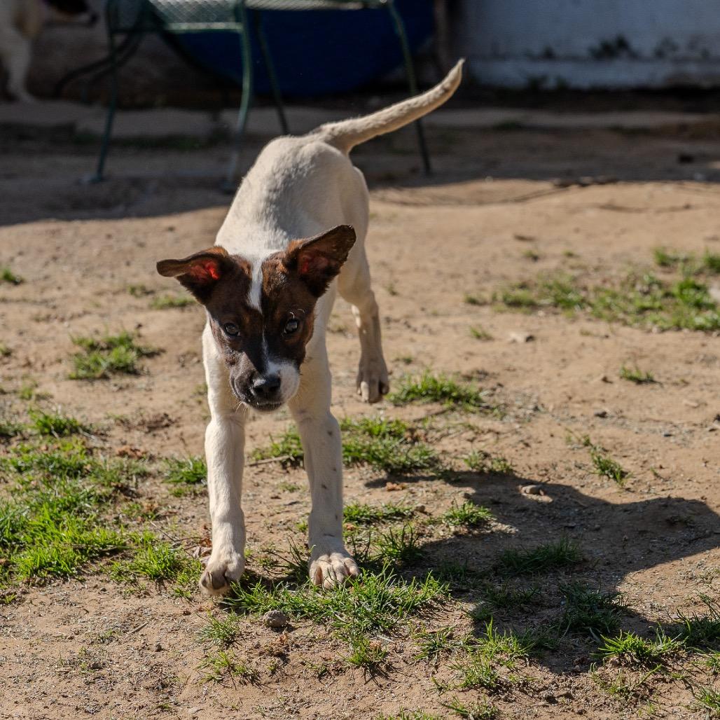 Enlarge Beyonce Knowles, a Adoptable mixed breed in Pawling, NY image 4/6