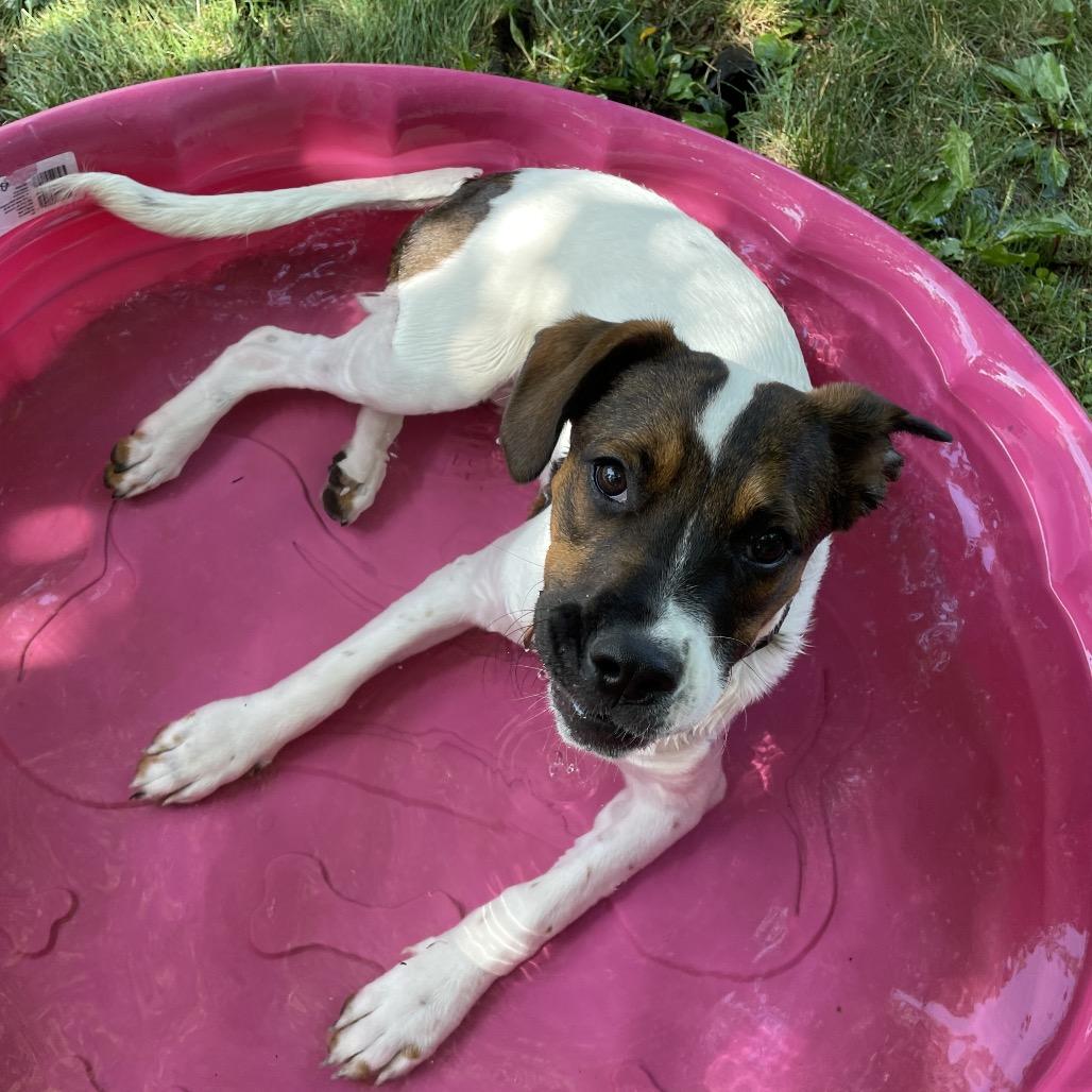 Enlarge Beyonce Knowles, a Adoptable mixed breed in Pawling, NY image 3/6