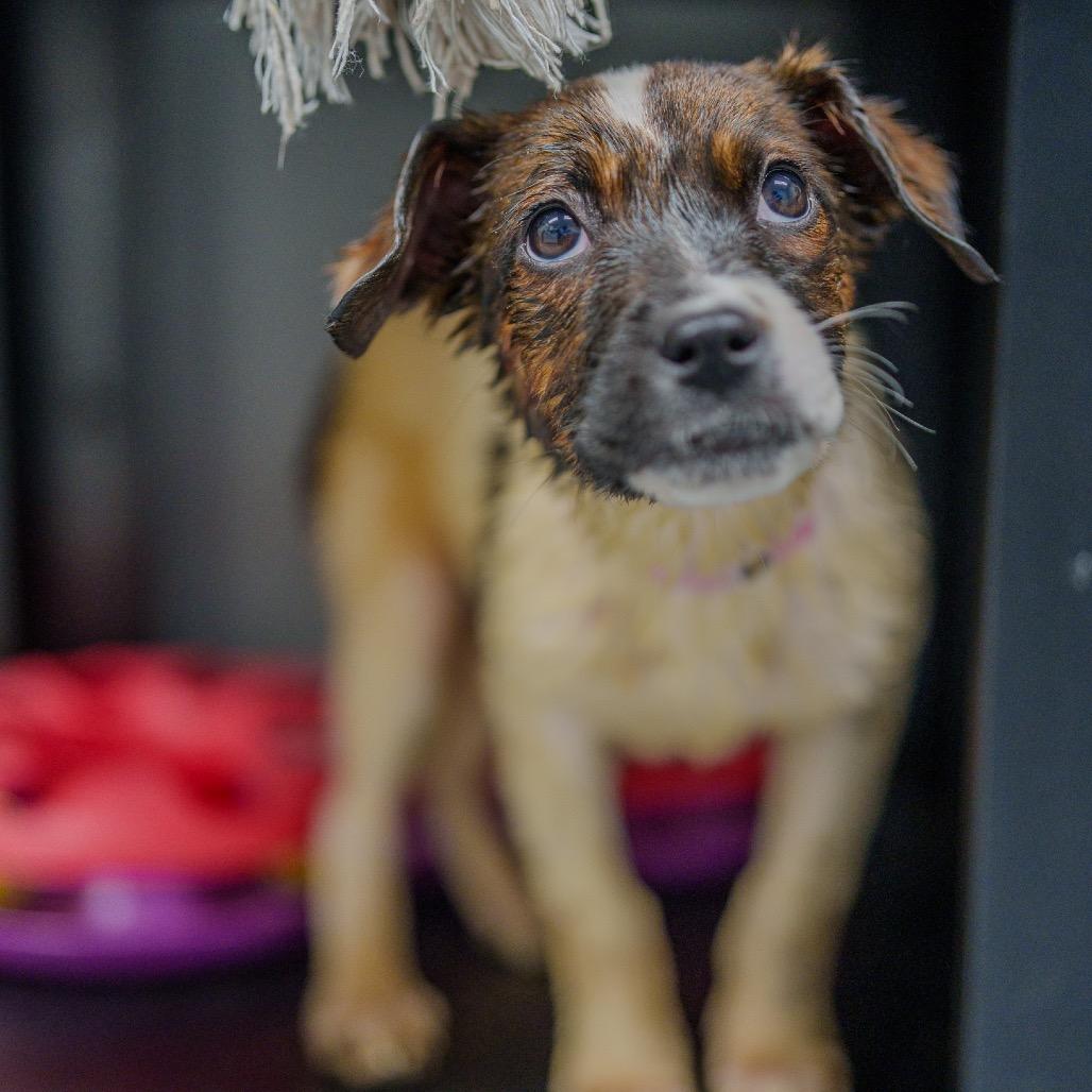 Enlarge Beyonce Knowles, a Adoptable mixed breed in Pawling, NY image 5/6