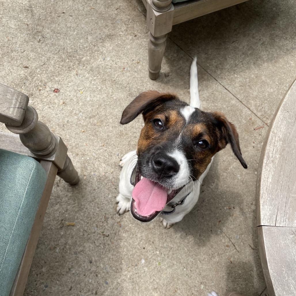 Enlarge Beyonce Knowles, a Adoptable mixed breed in Pawling, NY image 4/6