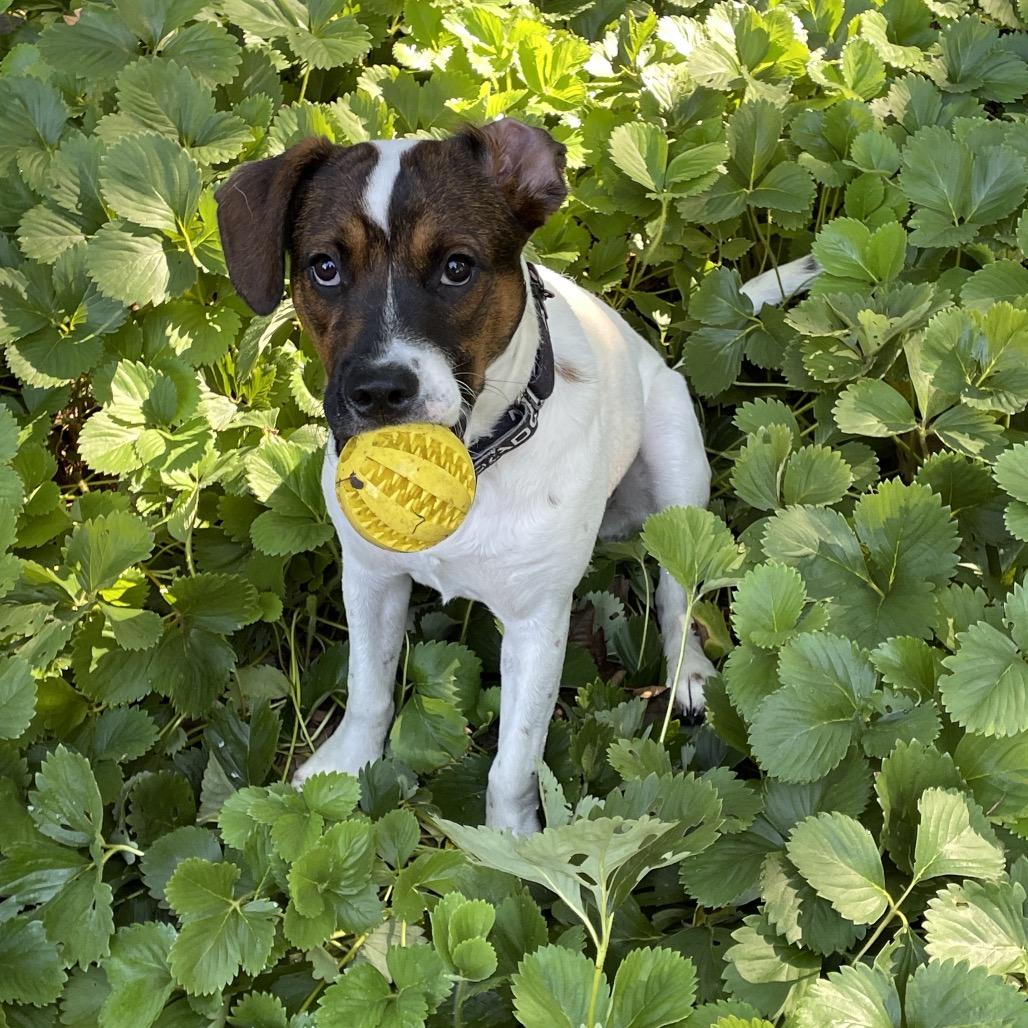 Enlarge Beyonce Knowles, a Adoptable mixed breed in Pawling, NY image 5/6
