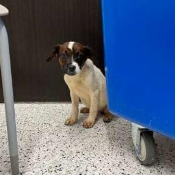 Enlarge Beyonce Knowles, a Adoptable mixed breed in Pawling, NY image 6/6