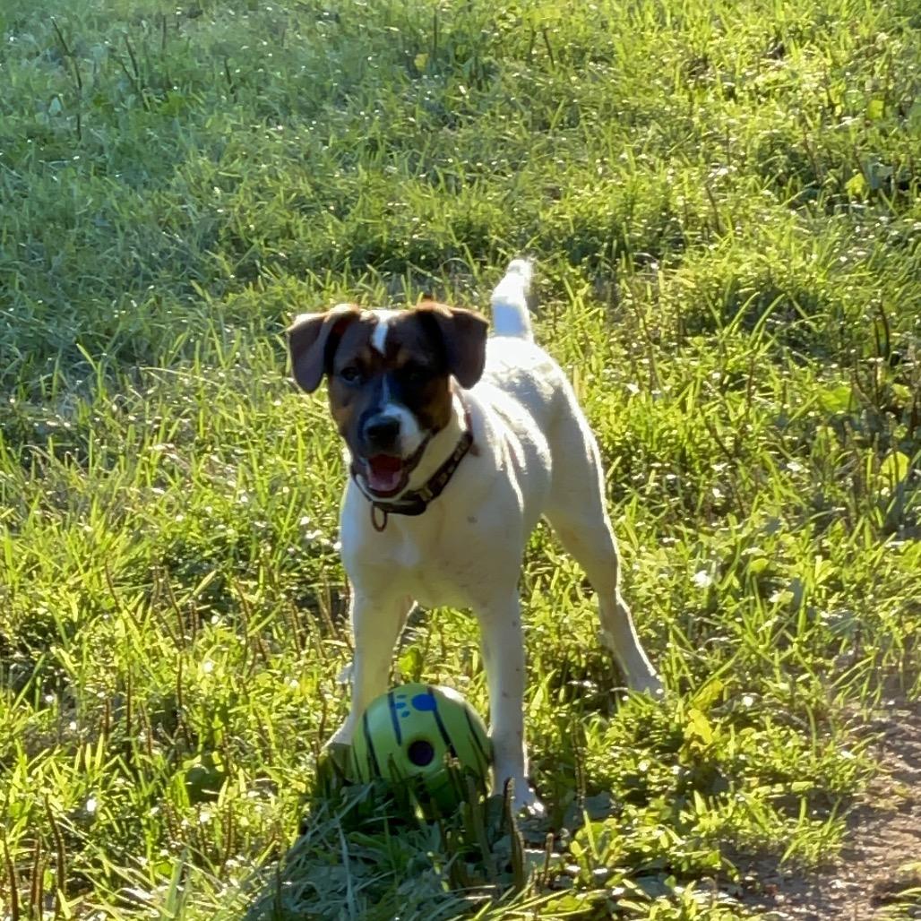 Enlarge Beyonce Knowles, a Adoptable mixed breed in Pawling, NY image 5/6