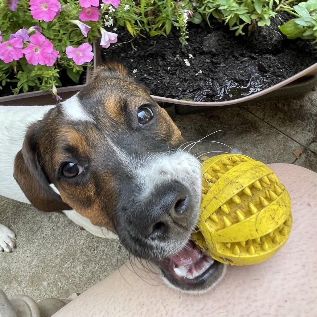 Enlarge Beyonce Knowles, a Adoptable mixed breed in Pawling, NY image 6/6
