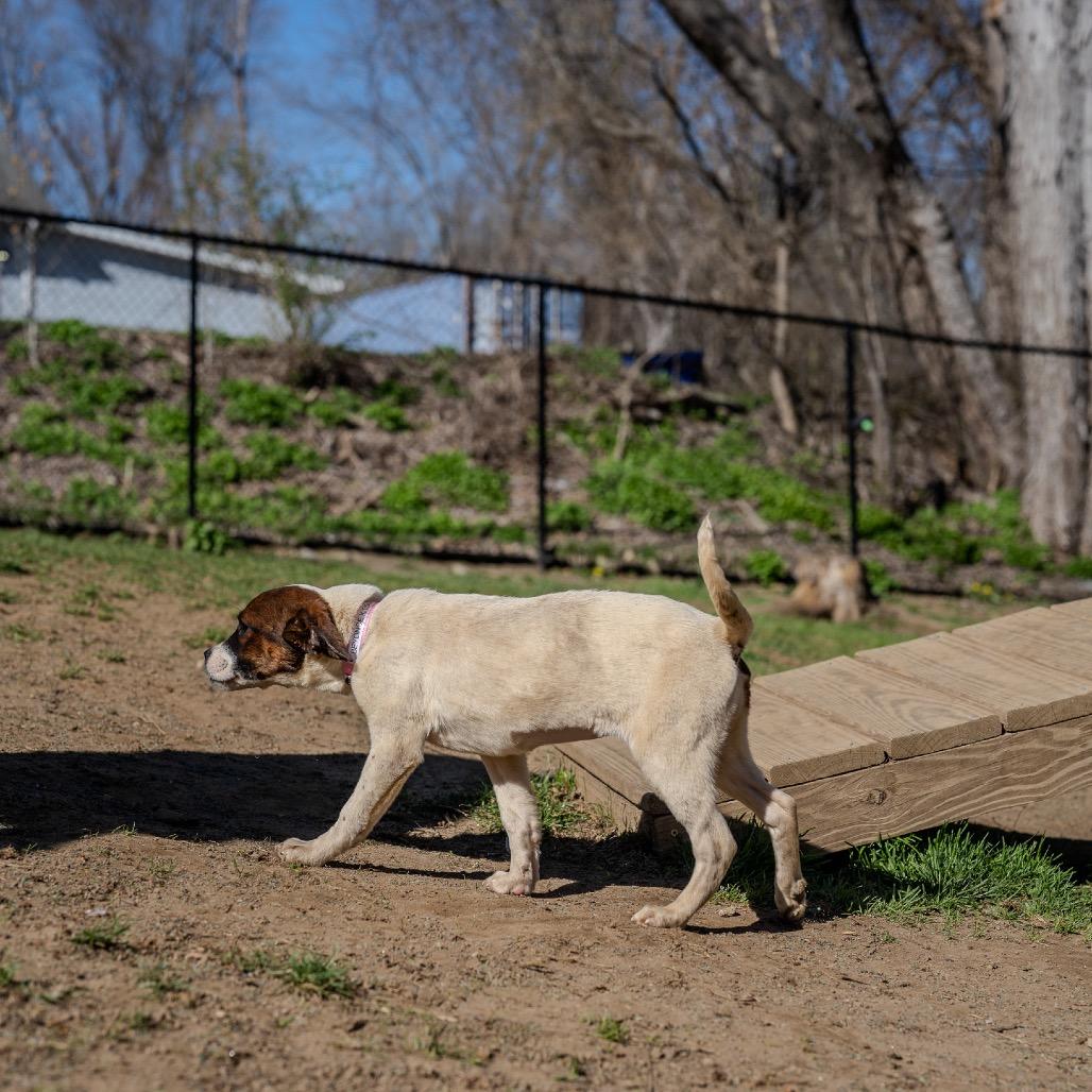 Enlarge Beyonce Knowles, a Adoptable mixed breed in Pawling, NY image 6/6
