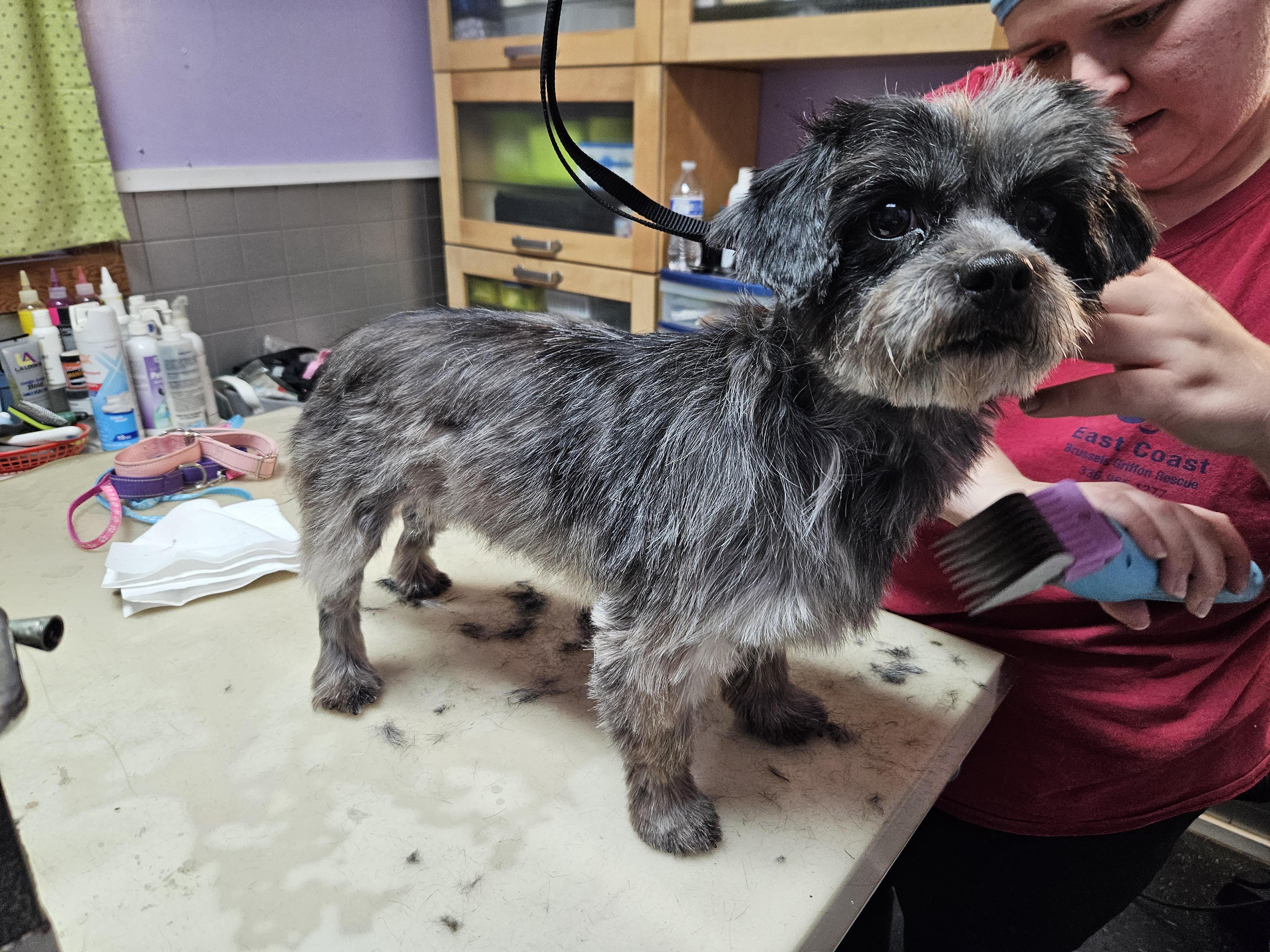 Jersey, Adoptable, Young Female Shih Tzu.