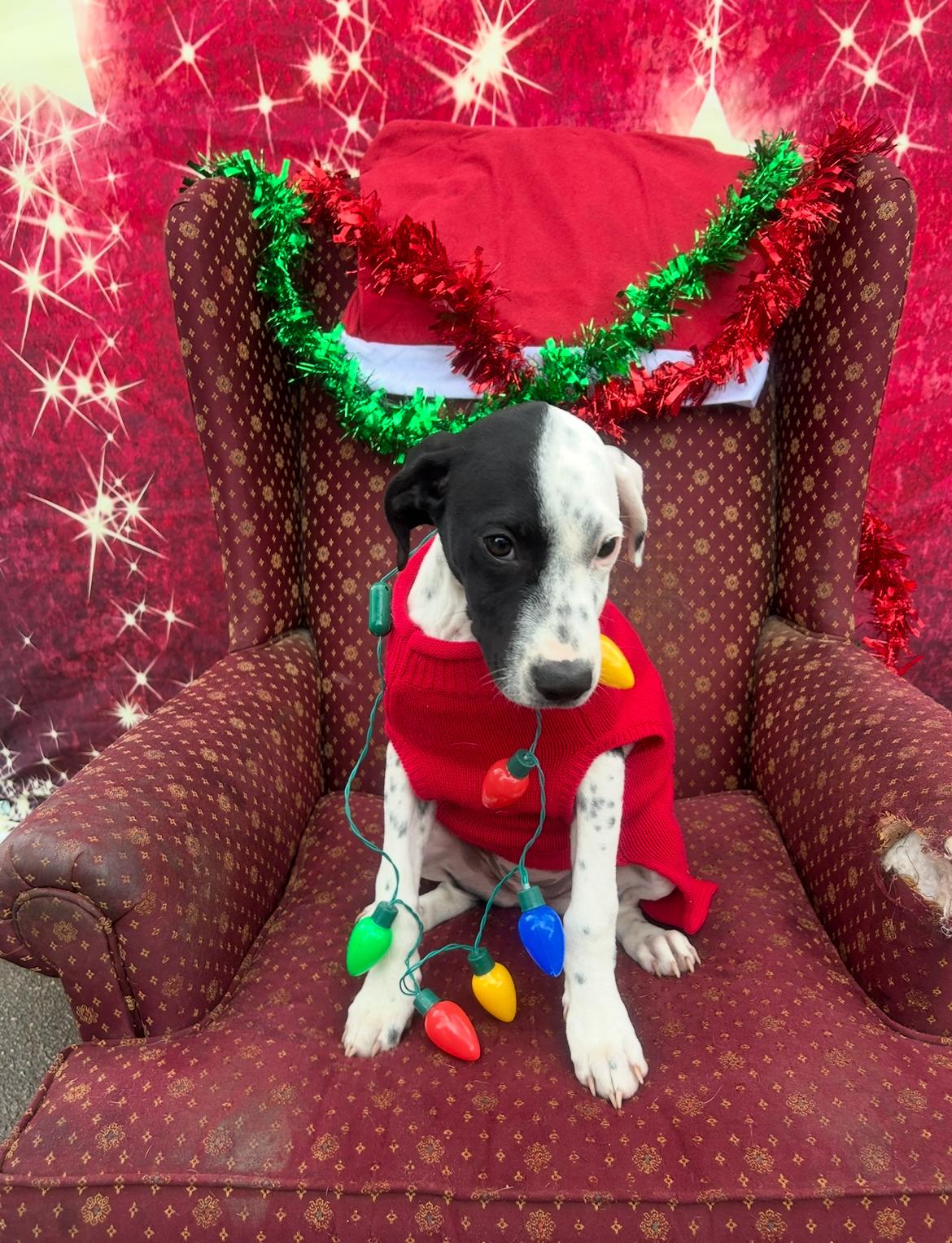 Enlarge Zoey, a Adoptable mixed breed in Mobile, AL image 1/4