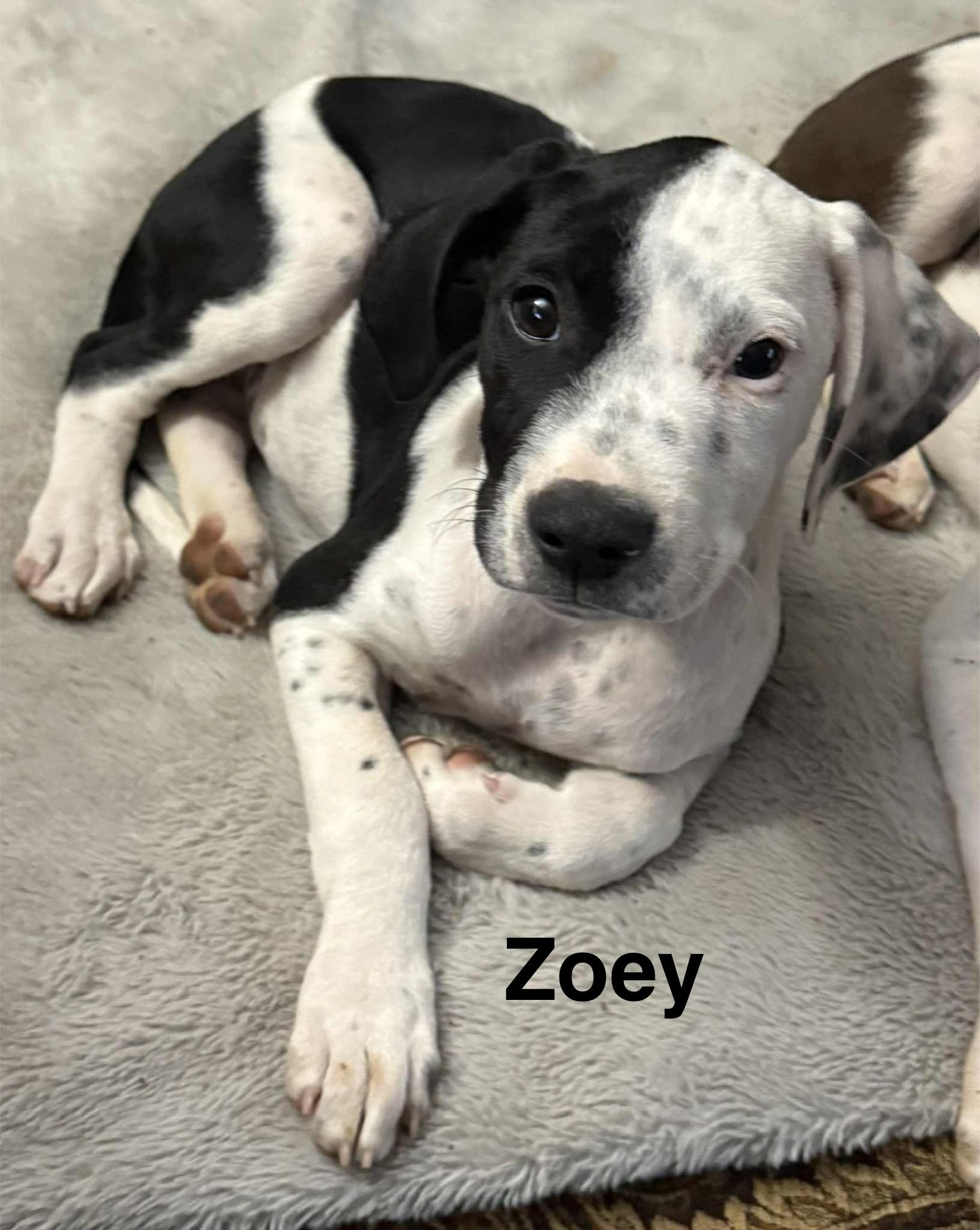 Enlarge Zoey, a Adoptable mixed breed in Mobile, AL image 4/4