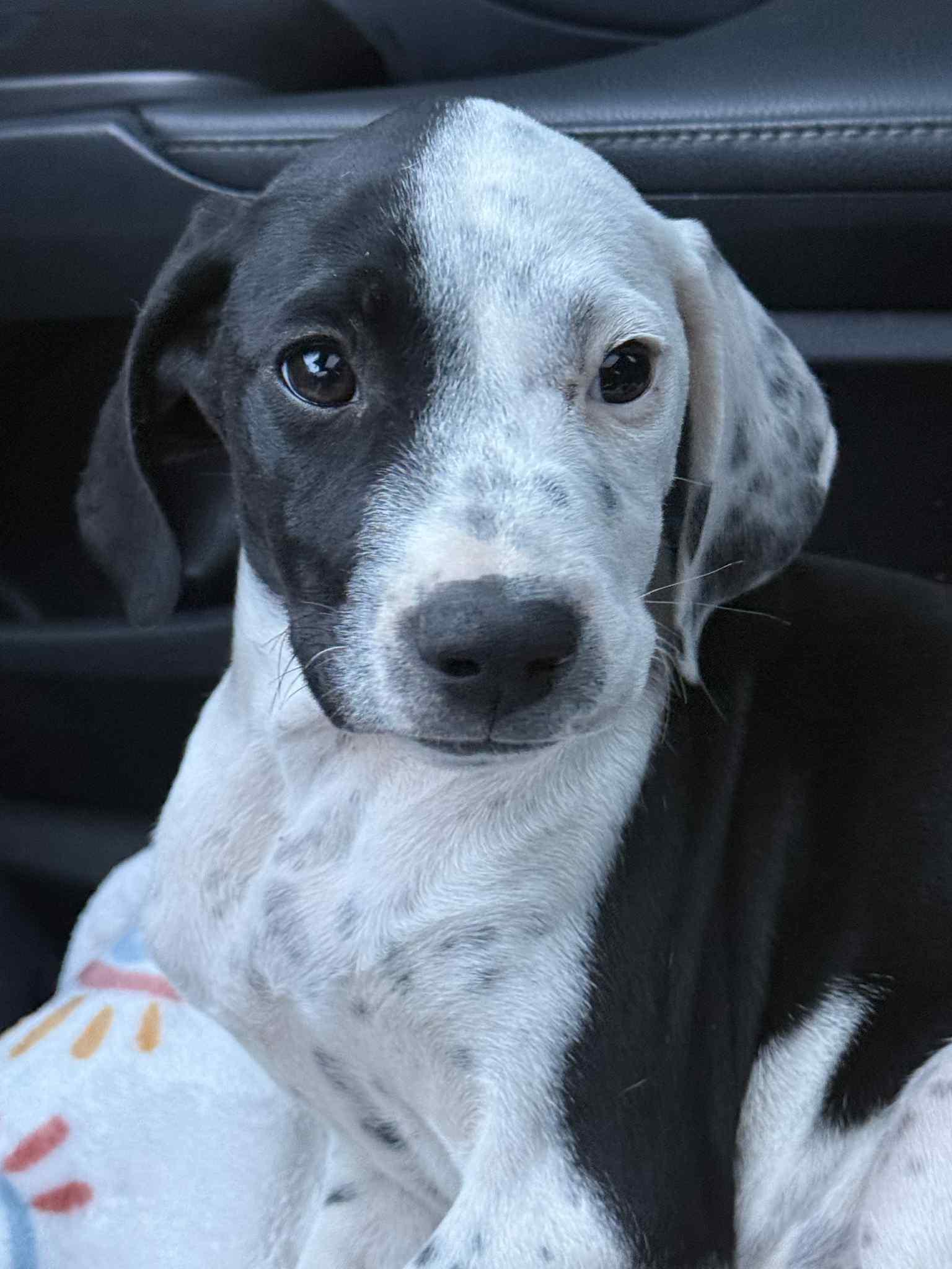 Zoey, Adoptable, Puppy Female German Shorthaired Pointer.
