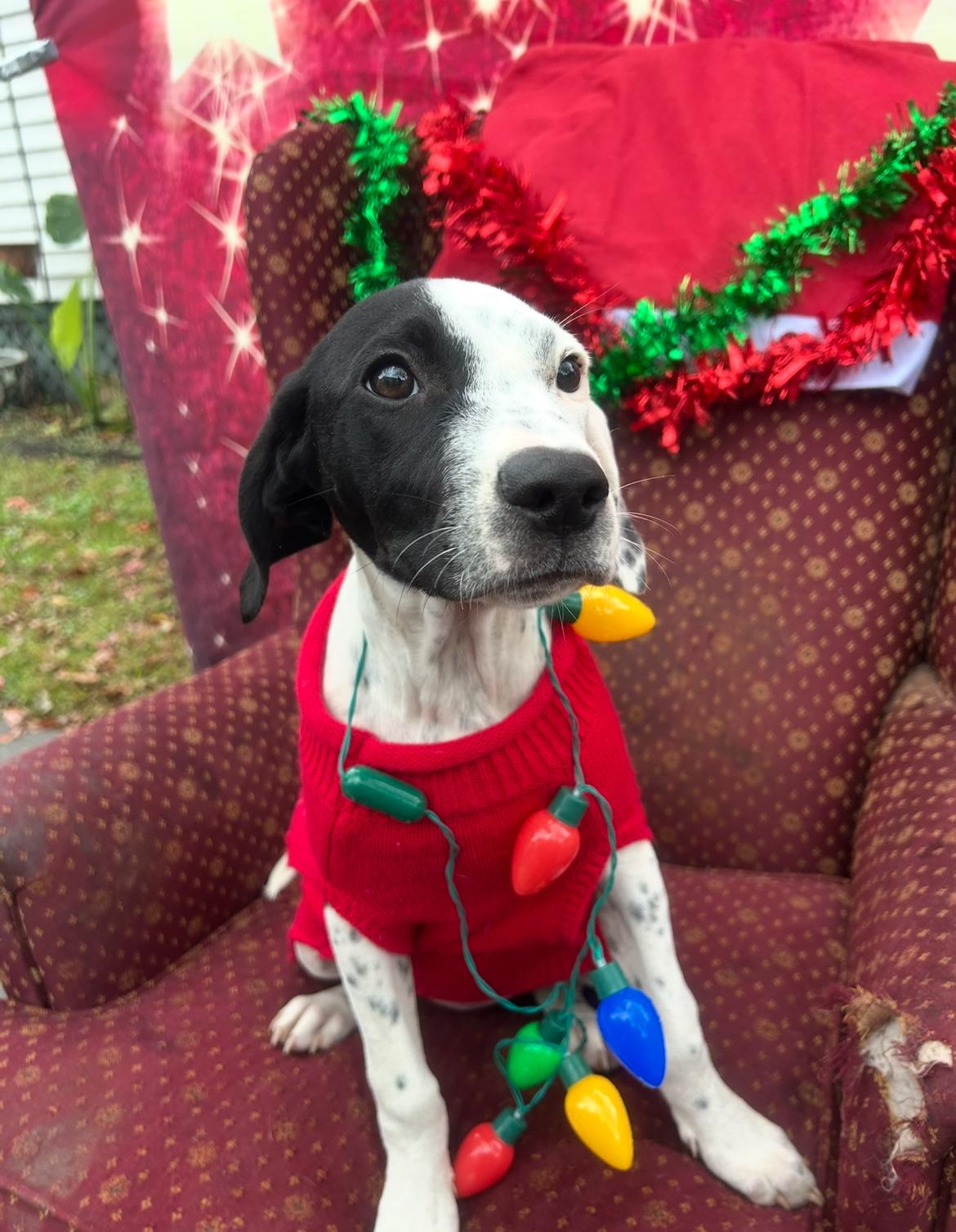 Zoey, Adoptable, Puppy Female German Shorthaired Pointer.