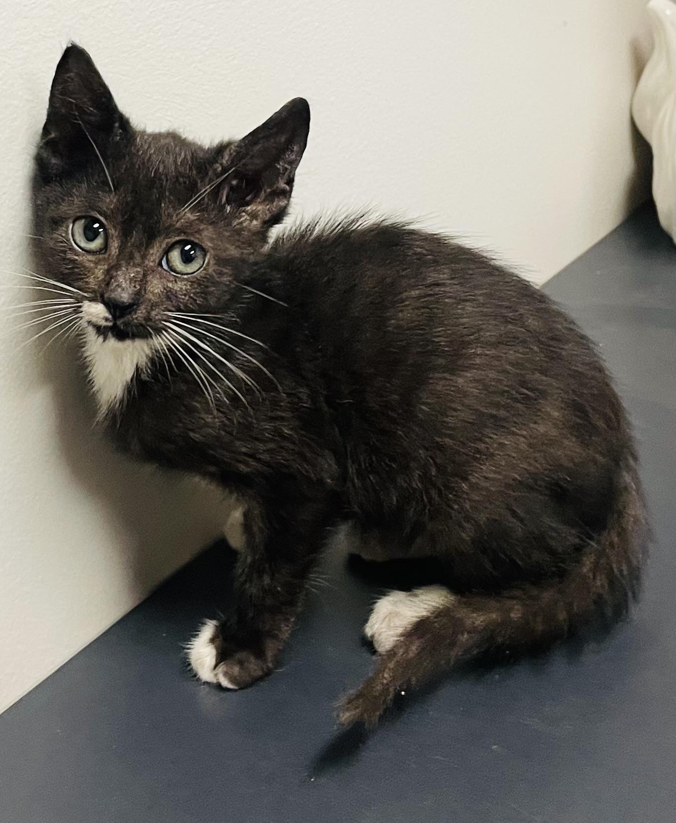 Delia, adopted, Kitten Female Tuxedo & Domestic Short Hair.