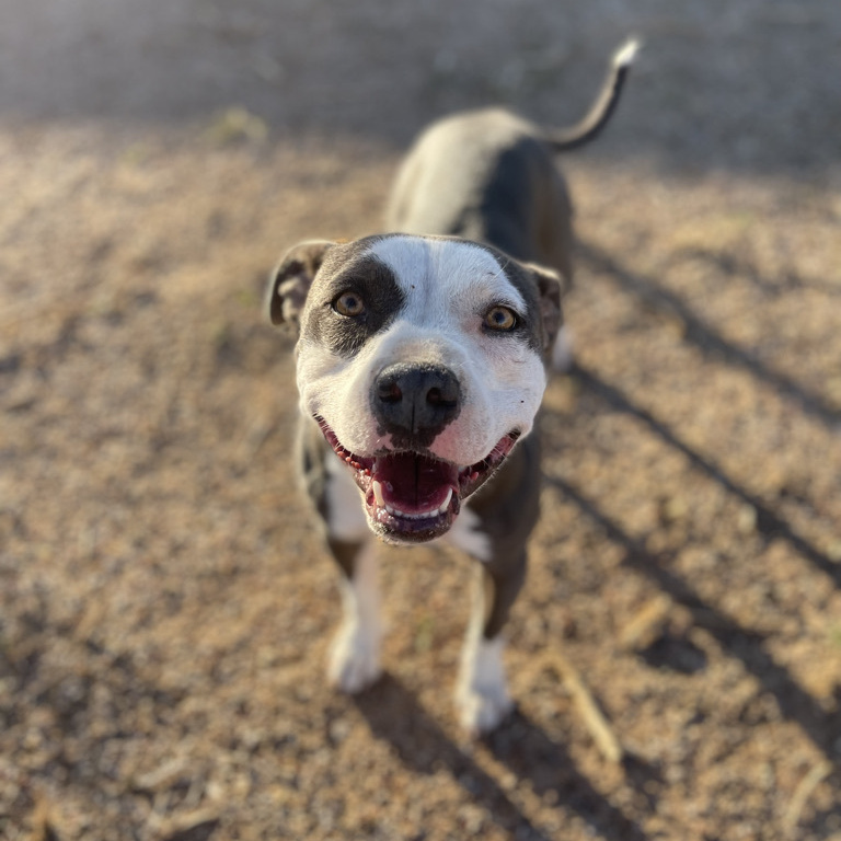 Enlarge Starlet, a Adoptable Pit Bull Terrier in Lubbock, TX image 1/8