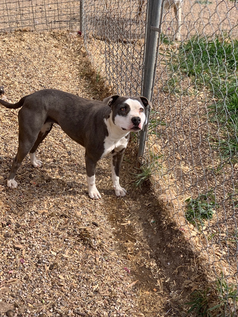 Enlarge Starlet, a Adoptable Pit Bull Terrier in Lubbock, TX image 5/8