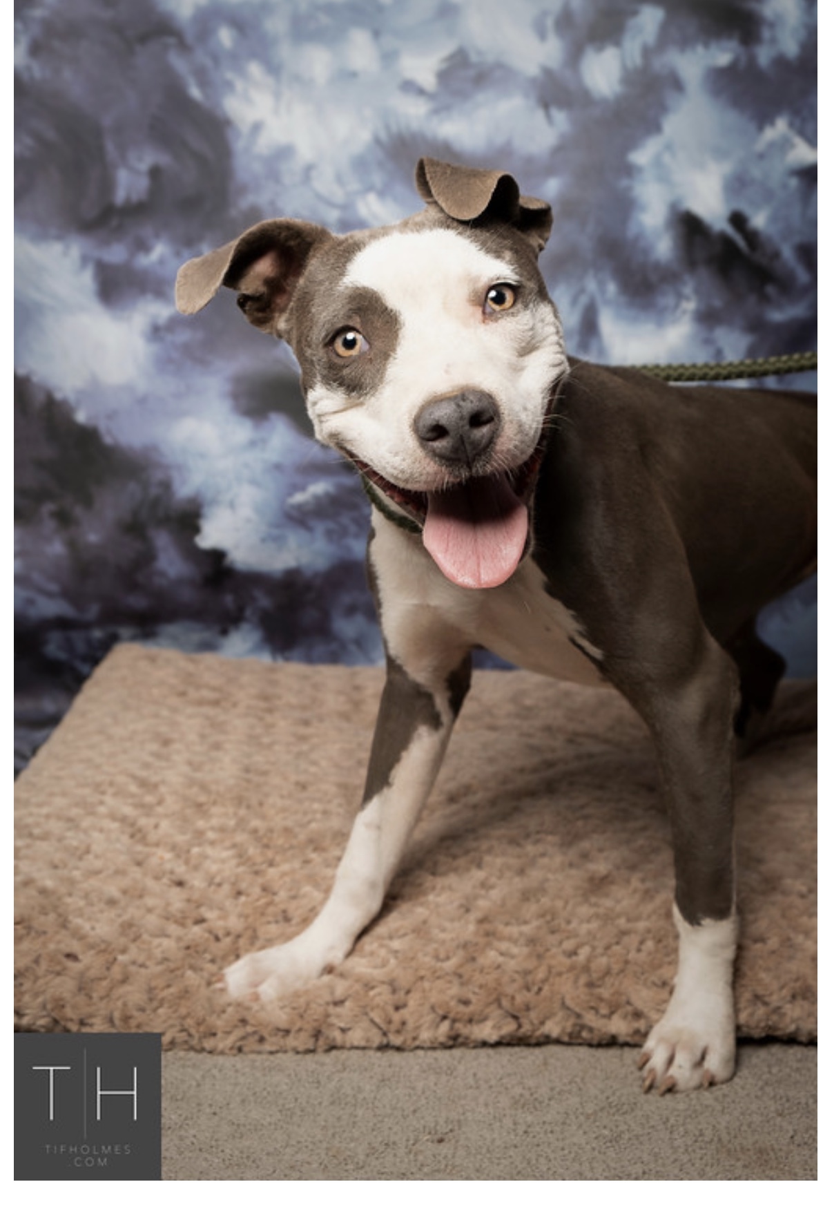 Enlarge Starlet, a Adoptable Pit Bull Terrier in Lubbock, TX image 7/8