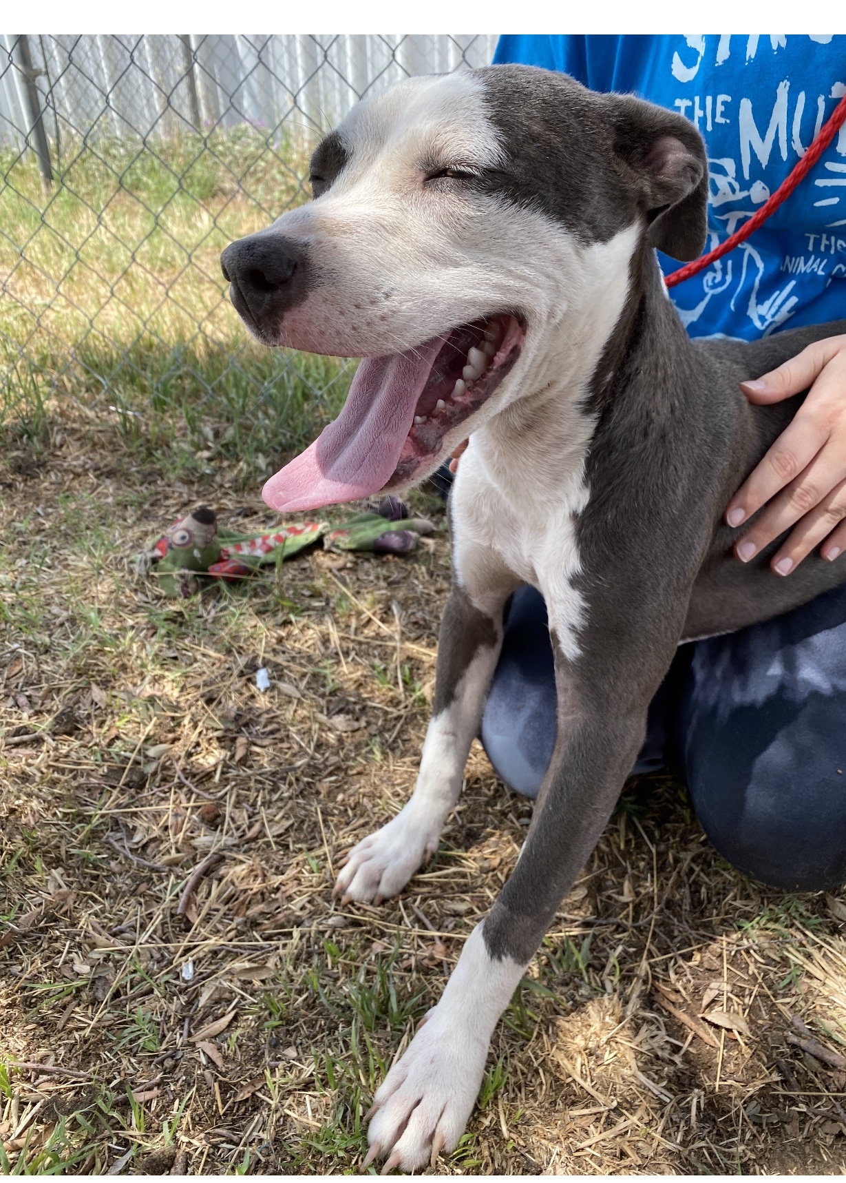 Enlarge Starlet, a Adoptable Pit Bull Terrier in Lubbock, TX image 8/8