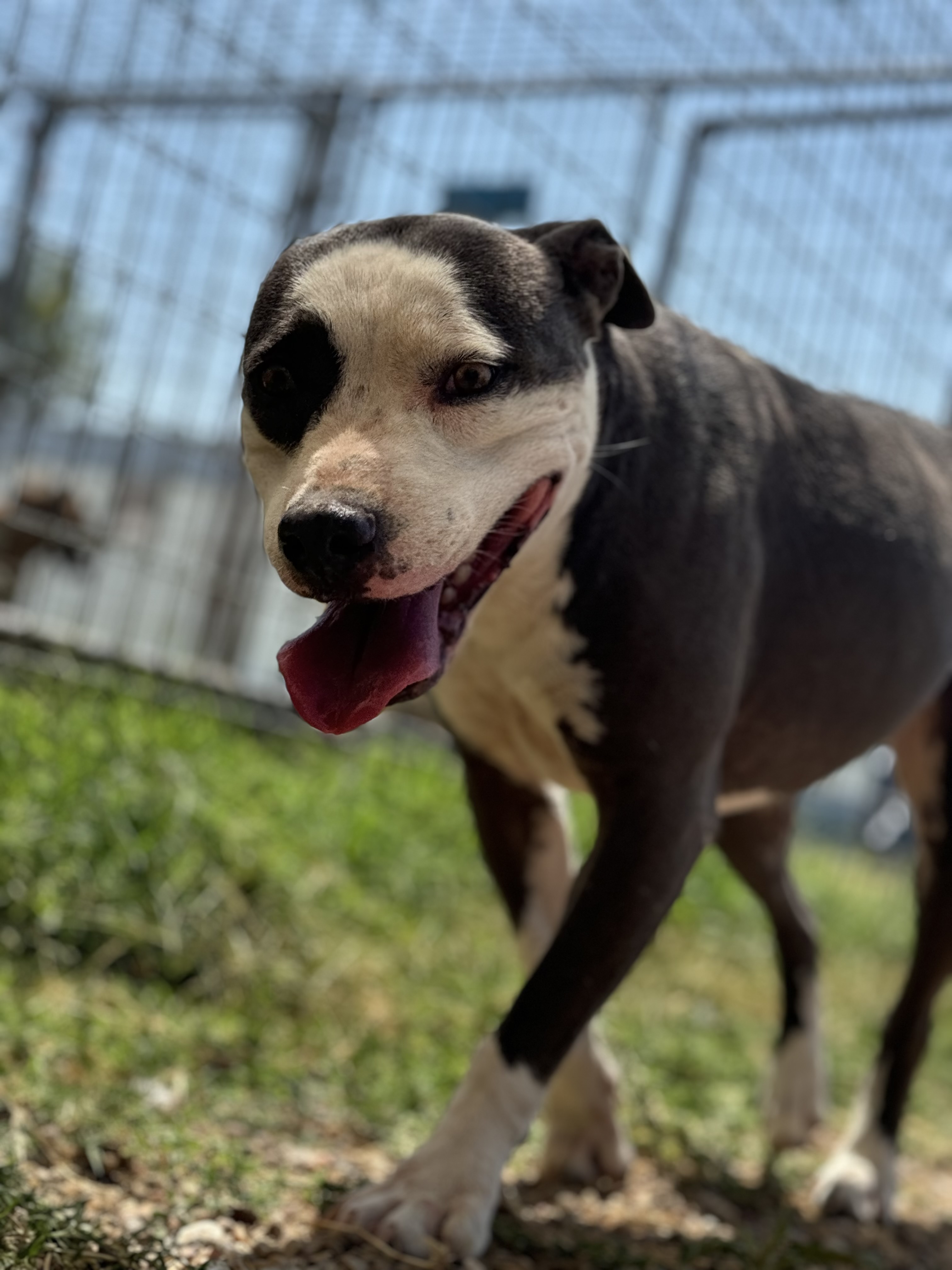 Enlarge Starlet, a Adoptable Pit Bull Terrier in Lubbock, TX image 6/8