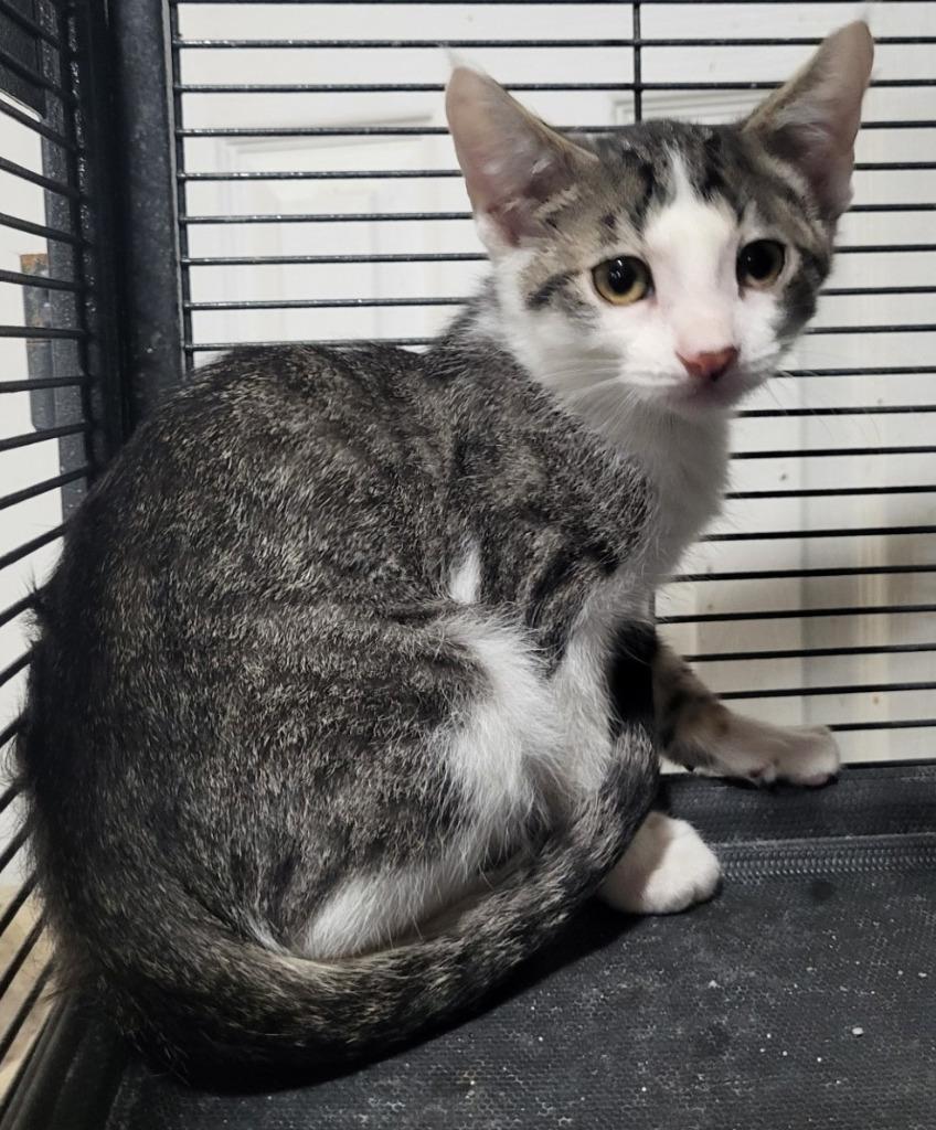 Nick Bonded with Natalie), Adoptable, Young Male Domestic Short Hair.