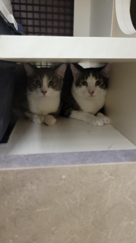 Nick Bonded with Natalie)