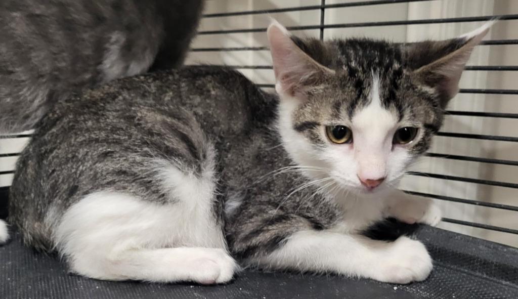 Enlarge Nick Bonded with Natalie), a Adoptable mixed breed in St. Louis, MO image 2/3