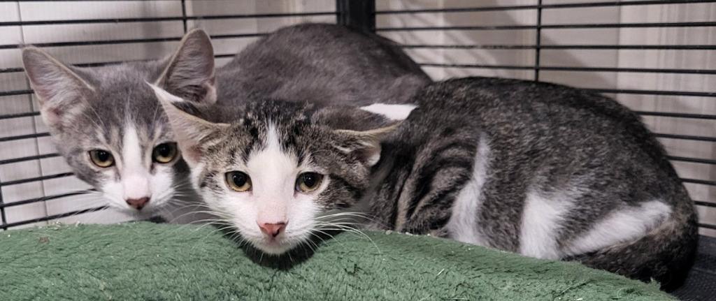 Enlarge Nick Bonded with Natalie), a Adoptable mixed breed in St. Louis, MO image 3/3