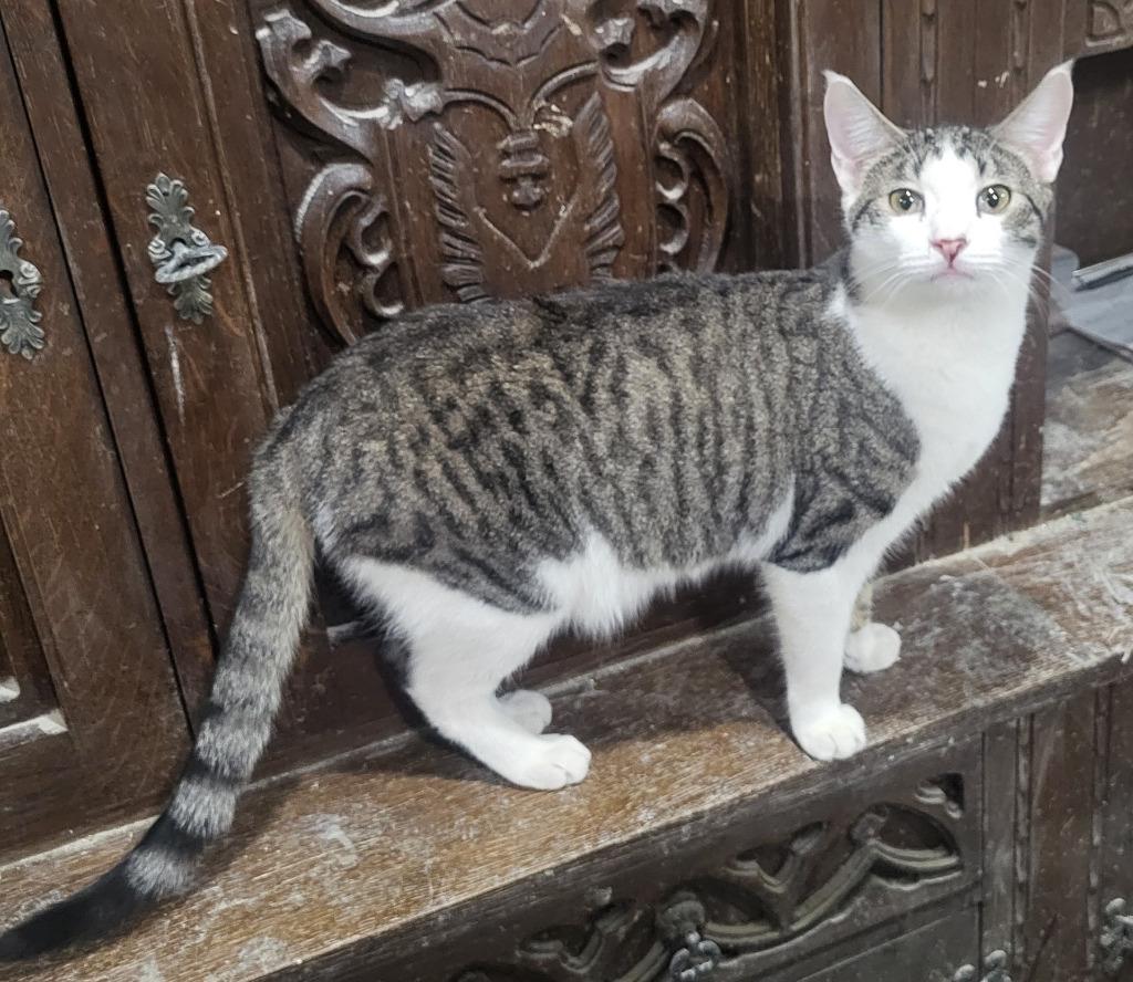 Nick Bonded with Natalie), Adoptable, Young Male Domestic Short Hair.