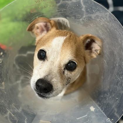 Enlarge Bruno, an adopted mixed breed in Sacramento, CA image 2/2