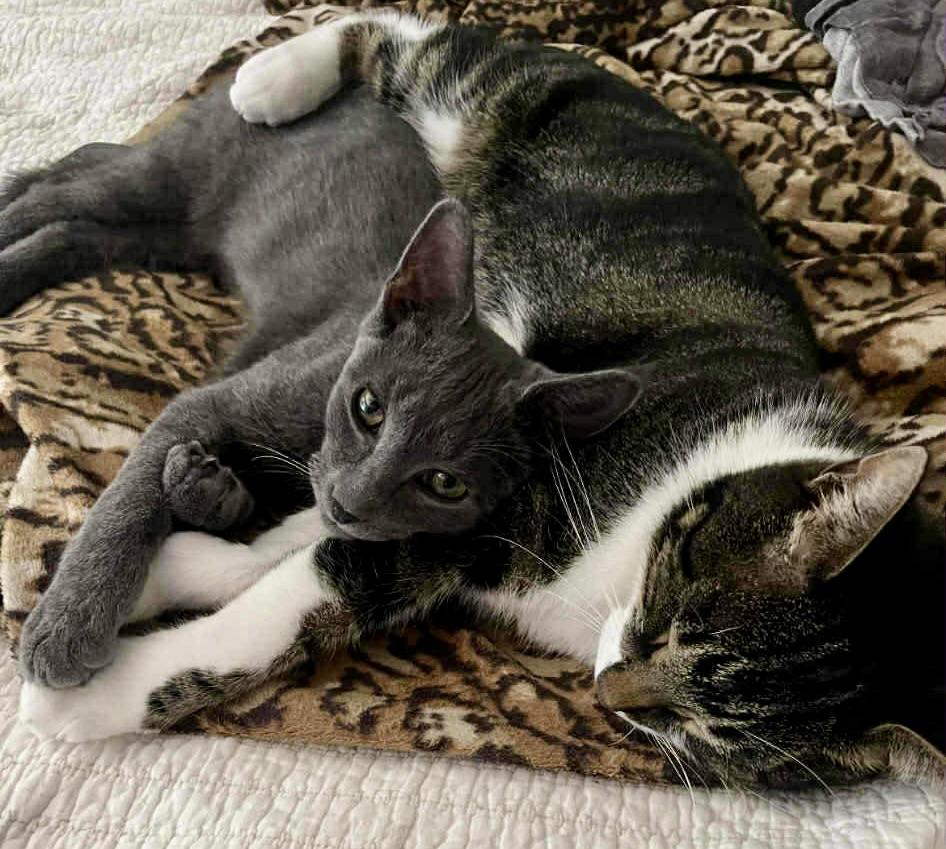 Nimbus, a Adoptable Domestic Short Hair in Fulton, NY image 2/6