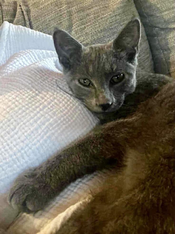 Nimbus, a Adoptable Domestic Short Hair in Fulton, NY image 3/6