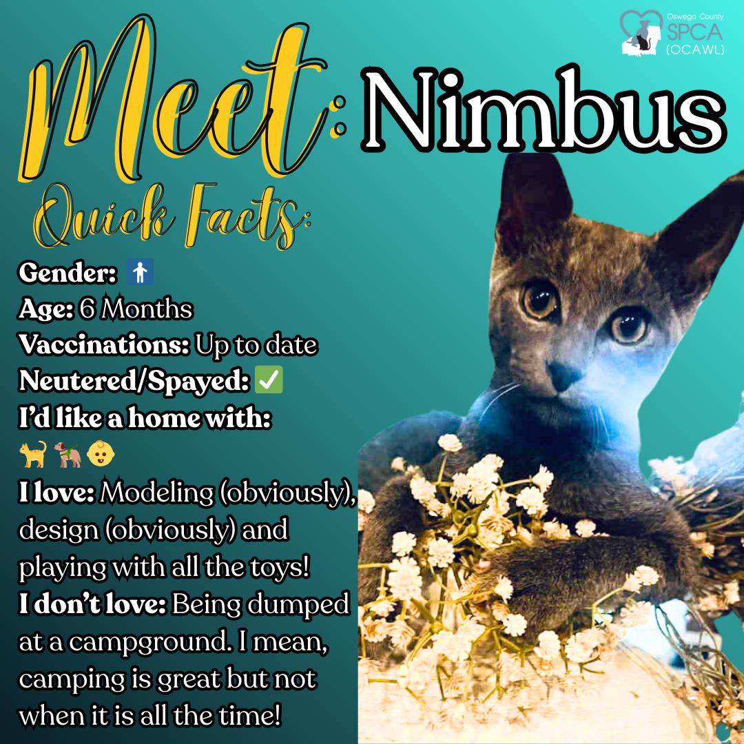 Nimbus, Adoptable, Young Male Domestic Short Hair.